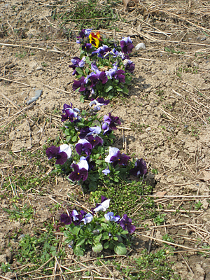 pansy mulched